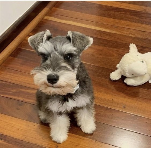 Cachorro Schnauzer Mini 06