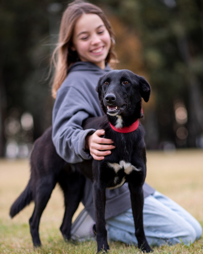 Perra Hembra Joven Castrada Mascota Adopcion Gratis Mora