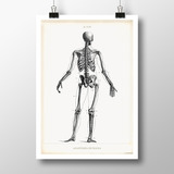 Anatomía Humana V - Lámina Poster Vintage Antiguo Decoración