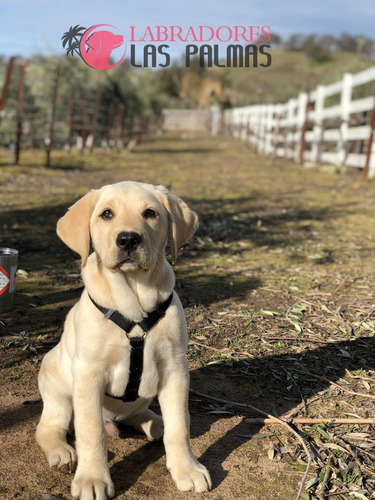 Cachorro Labrador Arena 5