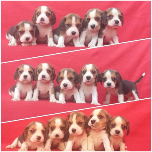 Beagle Hermosos Cachorros Miniatura