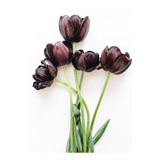Bulbo De Tulipan Negro