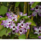 Orquídea Dendrobium Nobile 