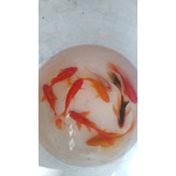 Carpas Koi 5 Cm