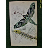 Insectos Grabado Coloreado 10 X 16,50 Edimburgo 1833 Nº 9
