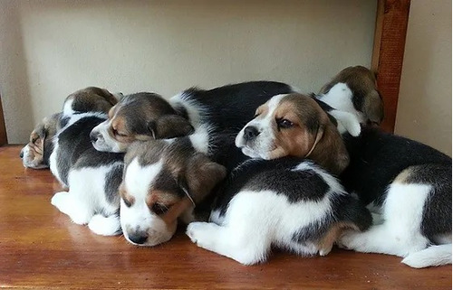 Cachorro Beagle Tricolor! 003
