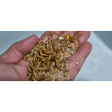 Tenebrios Molitor ( 1000 Larvas Vivas )