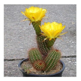 Semillas De Cactus Echinopsis Strigosa Coleccion Rara 