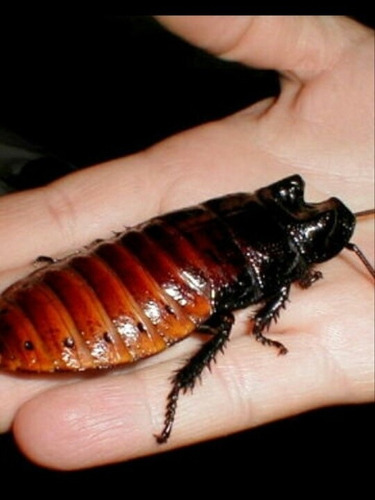 Cucaracha Gigante De Madagascar Mascota Alimento Vivo Daniel