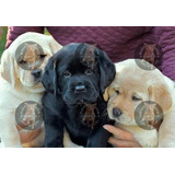 Cachorros Labrador  Vacunados Y Desparasitados C/garantía