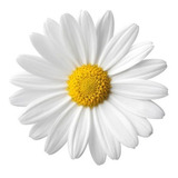 435 Sementes De Margarida Gigante Branca  Flor/jardim/horta