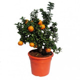 Limon Italiano Chinotto Enano Para Maceta  50 Cm Exotico