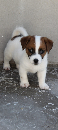 Jack Russell