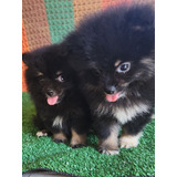 Cachorros  Pomerania  Mira La Edad 