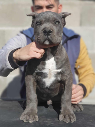 Cachorros Cane Corso Disponibles