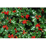 Ilex Verde /  Aquifolium / Acebo / Árbol Ornamental