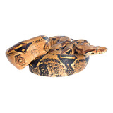 Venta Boa Constrictor