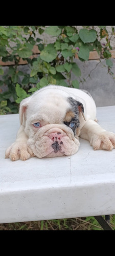 Bulldog Inglés Macho Blue Merle Quad Carrier 