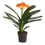 Clivia Miniata Flores Color Naranja