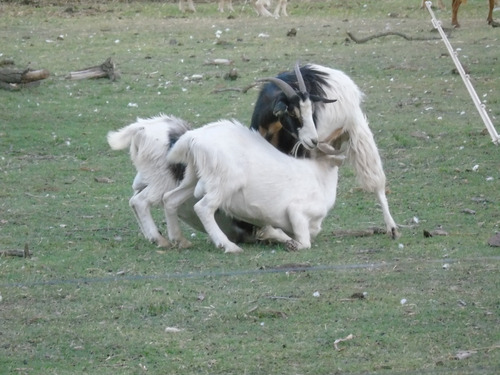 Chivos Cabrito Macho Mellicero Varios Colores