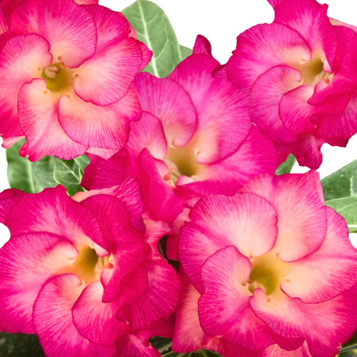 Enxerto Rosa Do Deserto Flor Dobrada Amarela Rosa Pink Ts43