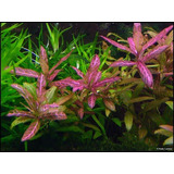 Hygrophila P. Rosanervig Planta Acuática Rosa Medios Requeri