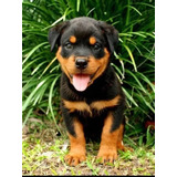 Rottweiler Pura Raza 