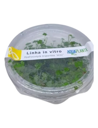 Hydrocotyle Tripartita Mini (in Vitro)