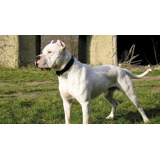 Cachorros Dogo Argentino