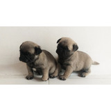 Cachorros Pug Carlino