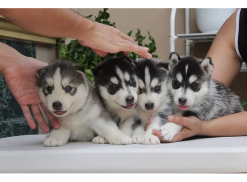 Husky Siberiano Cachorros 