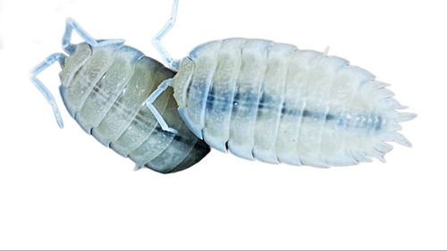 Cochinilla Isópodo Blanco (porcellio Scaber White) + 10pz