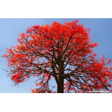 25 Sementes Árvore De Fogo Brachychiton Acerifolius P/ Mudas