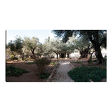 Cuadro Decorativo - Jardín De La Antigua Jerusalén