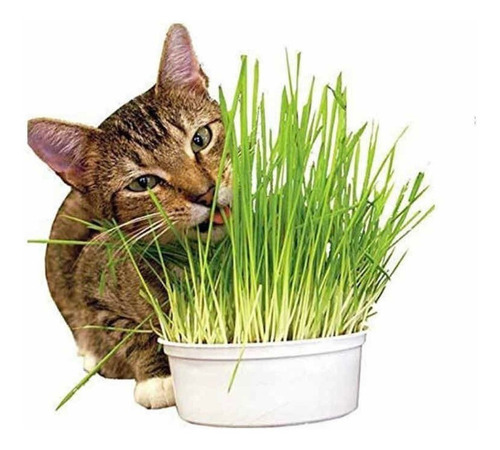 Semillas Pasto De Trigo Para Gatos 100 Gramos