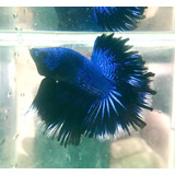 Peixe Betta Black Orchid L Importada Lt - Macho