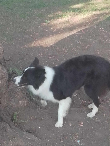 Border Collie Adulta Joven