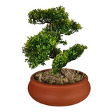 Vaso Bonsai N.2