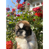 Bellos Shihtzu Machitos