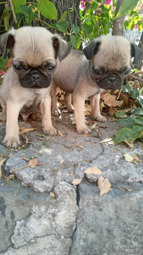 Cachorros Pug