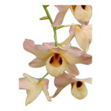 Orquídea Dendrobiums Moschatum Adulta