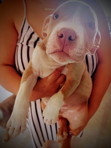 Apbt - American Pit Bull Terrier