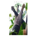 200 Sementes De Milho Indígena Macabu / Crioulo P/ Plantio
