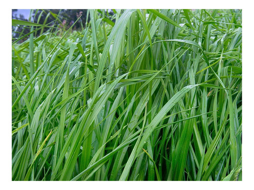 Semilla Forrajes Pastos Ryegrass Aubade Cer Clima Frío 12 Lb