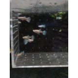 Guppy/ Lebiste Platinum Albino ( Poecilia Reticulata ) Casal