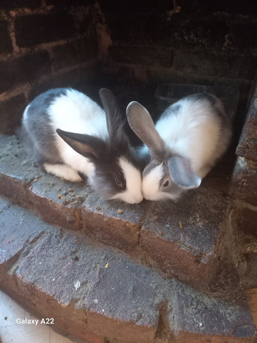 Conejos De 3 Meses De Nacidos Bicolor