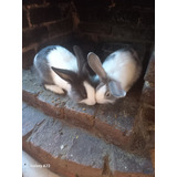 Conejos De 3 Meses De Nacidos Bicolor