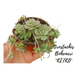 Orostachys Boehmeri Keiko Suculenta Exótica  + Semillas Mix