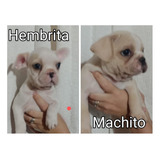 Bulldog Francés Hembra Y Macho