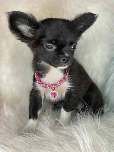 Chihuahua Fêmea